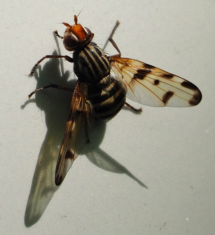 Schöne Schmuckfliege, Otites formosa